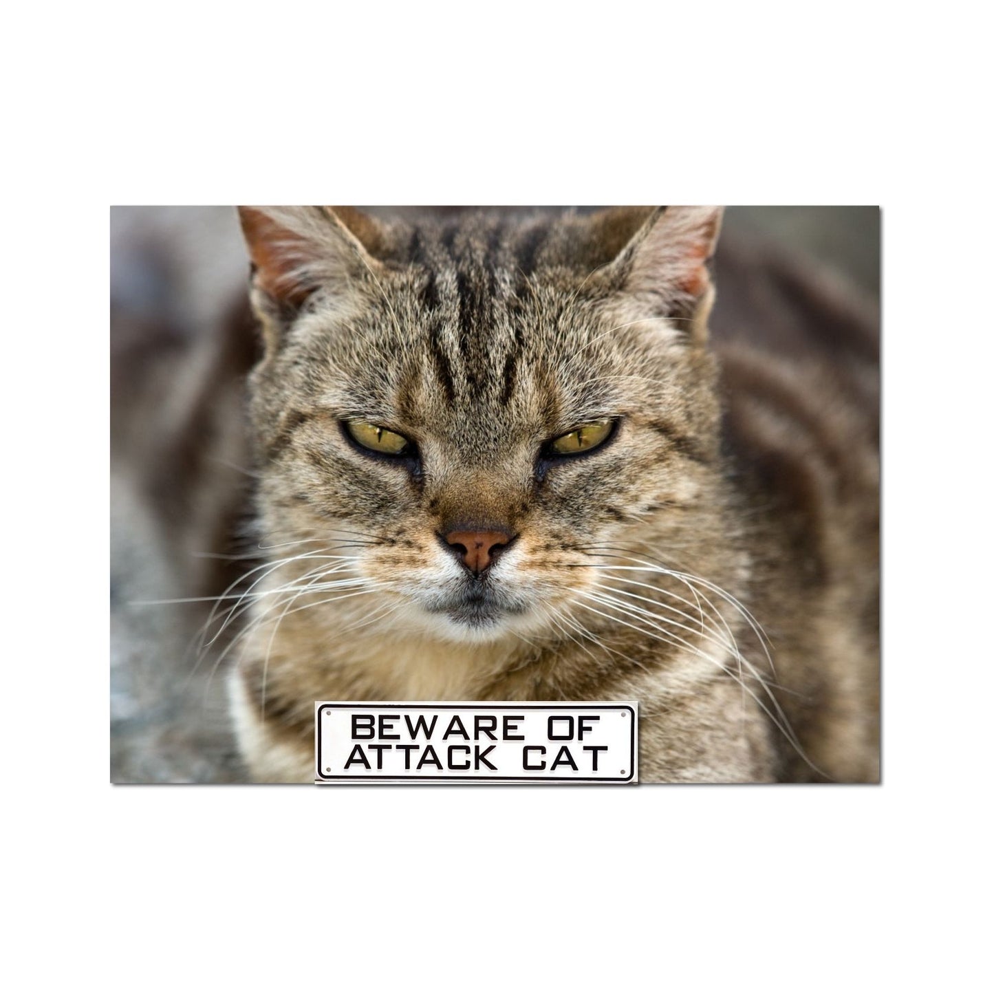 Beware Of Attack Cat Sign Solid Plastic 12 X 3