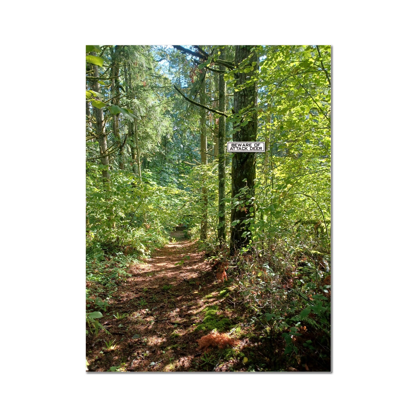 Beware of Attack Deer Sign Solid Plastic 12 X 3