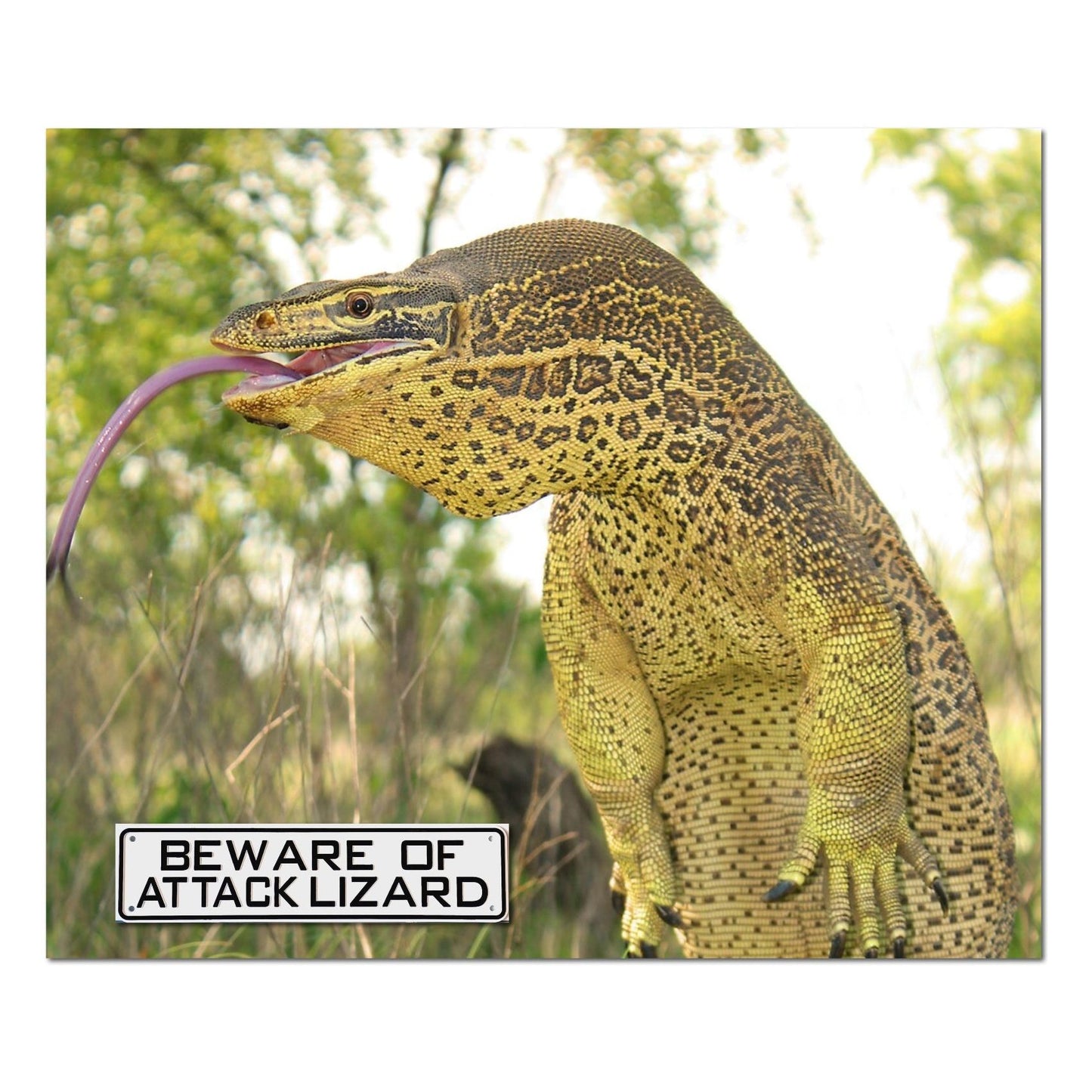 Beware of Attack Lizard Sign Solid Plastic 12 X 3