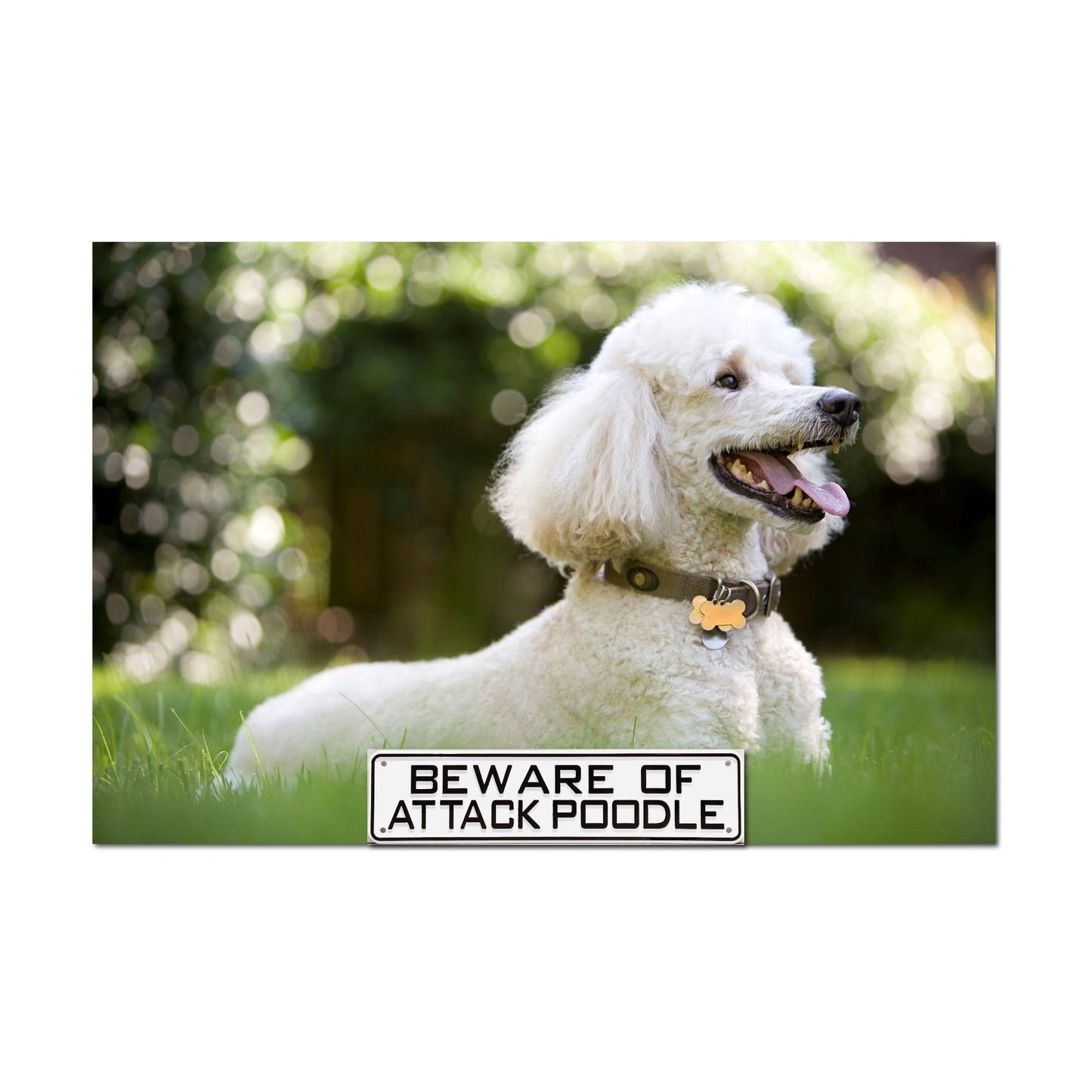 Beware Of Attack Poodle Sign Solid Plastic 12 X 3