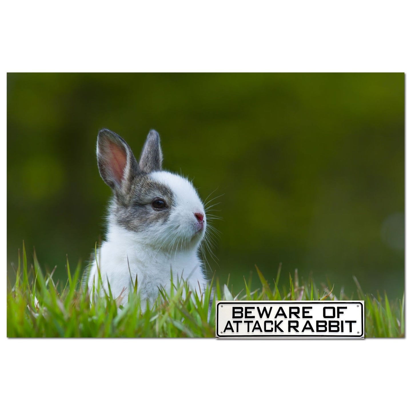 Beware Of Attack Rabbit Sign Solid Plastic 12 X 3