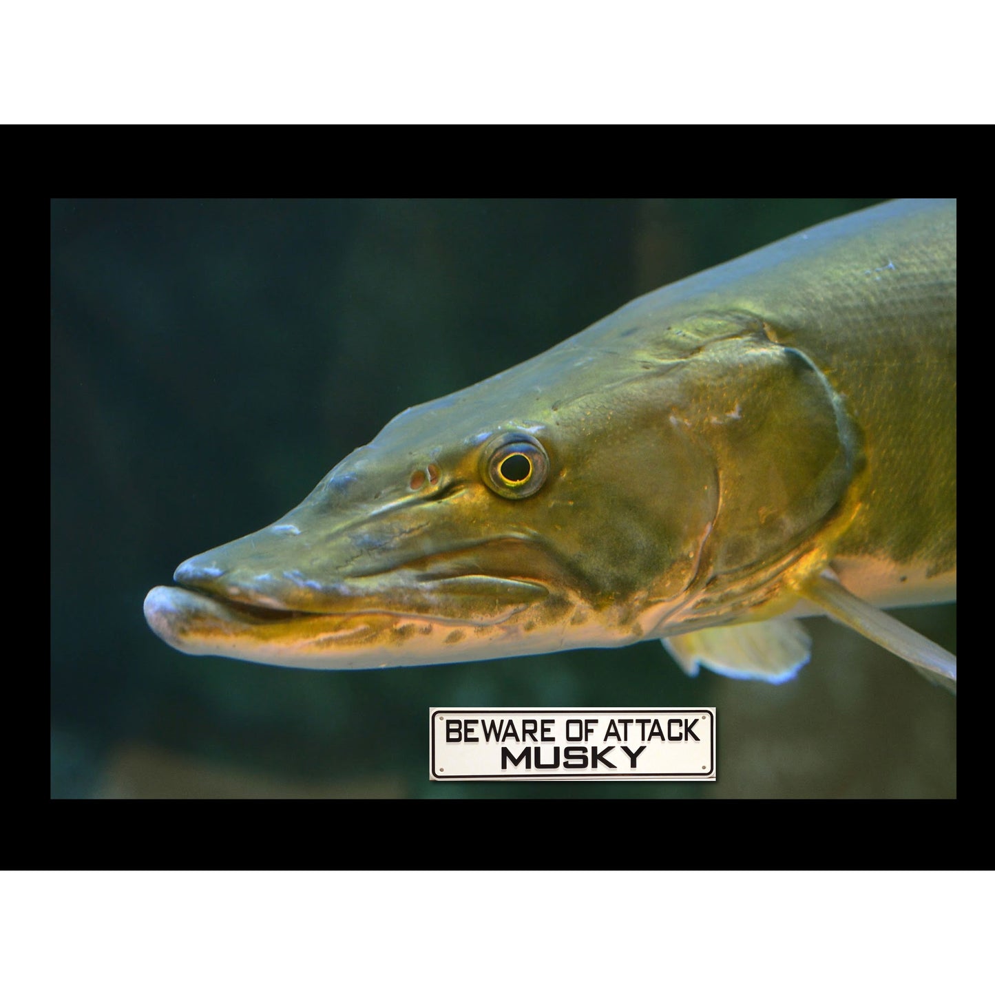 Beware Of Attack Musky Sign Solid Plastic 12 X 3