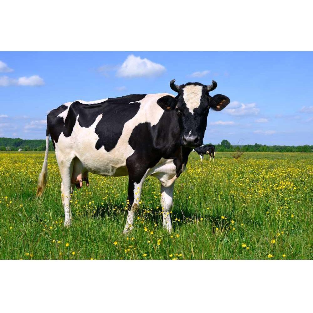 Cow Lovers Lane Sign Solid Plastic 12 X 3