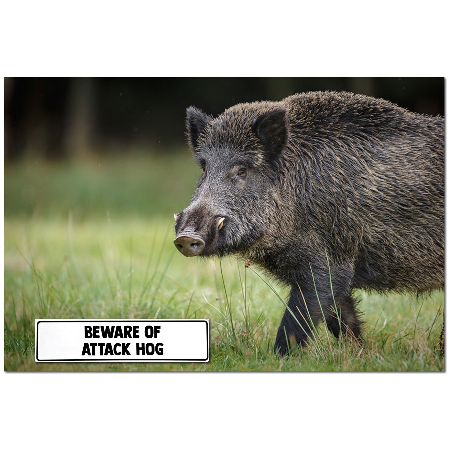 Beware Of Attack Hog Sign Aluminum 12 X 3